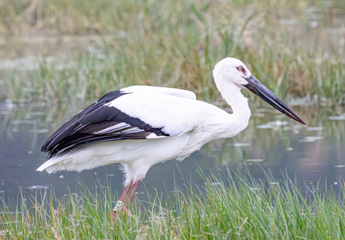 Oriental Stork - ML643418688