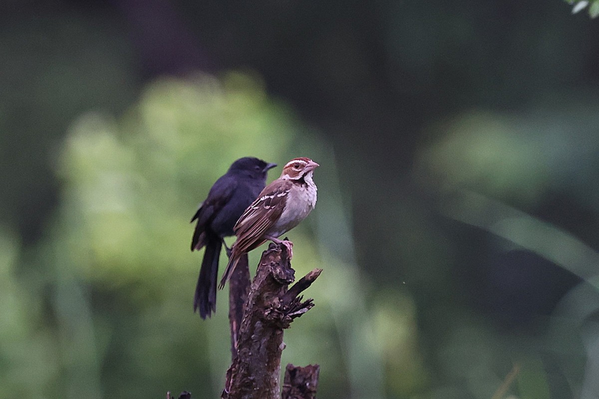 Chestnut-crowned Sparrow-Weaver - ML643418689