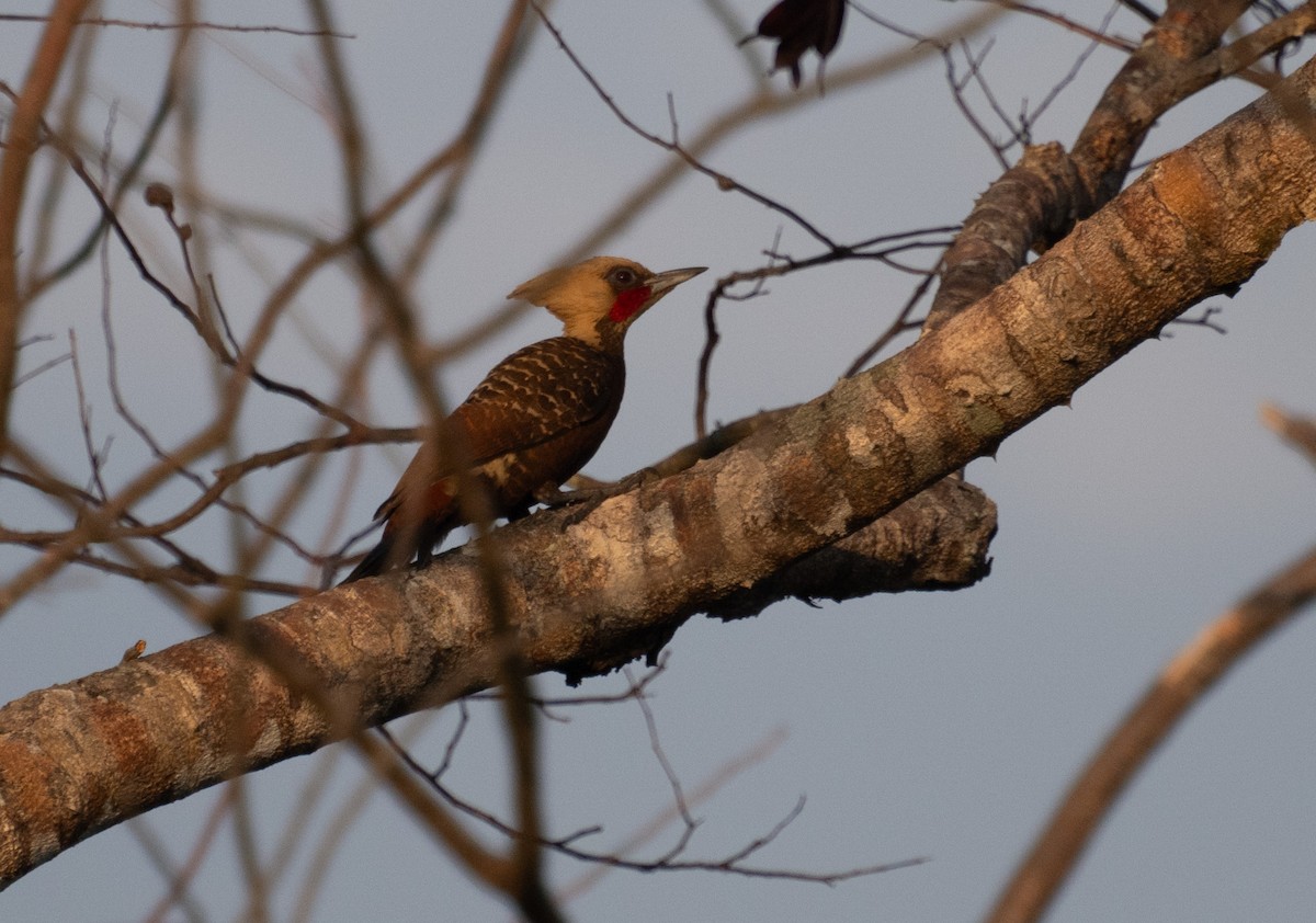 Pale-crested Woodpecker - ML643418690