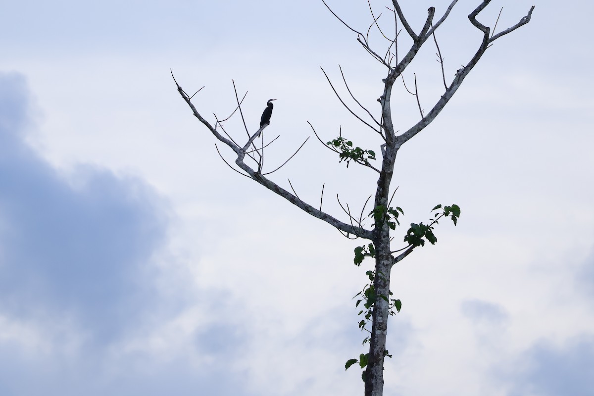 Oriental Darter - ML643418694