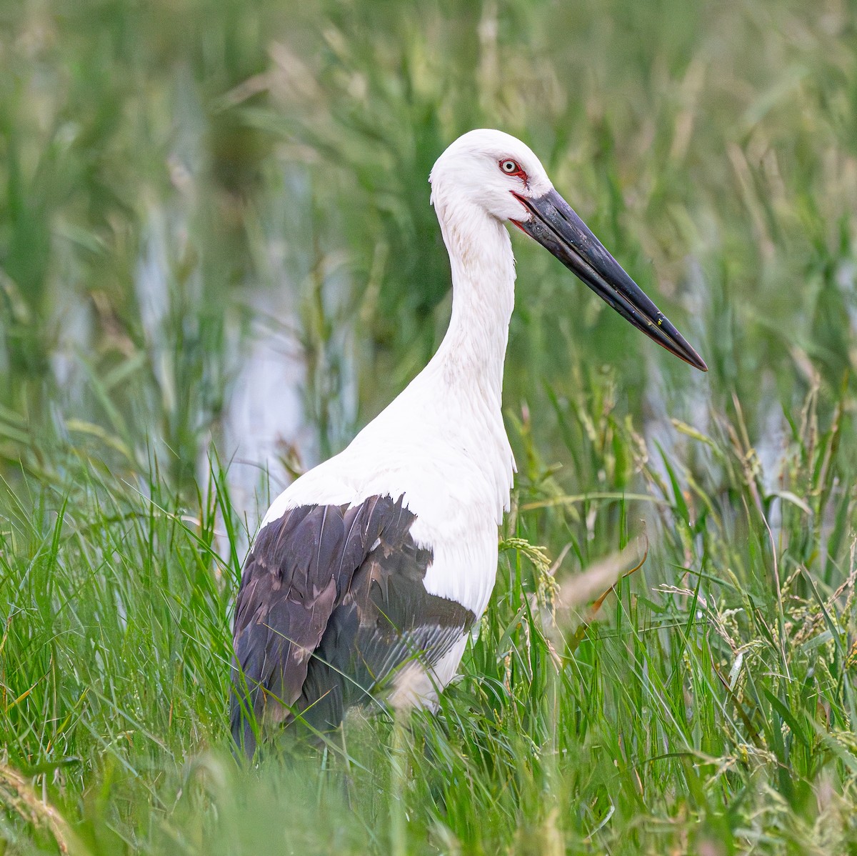 Oriental Stork - ML643418698