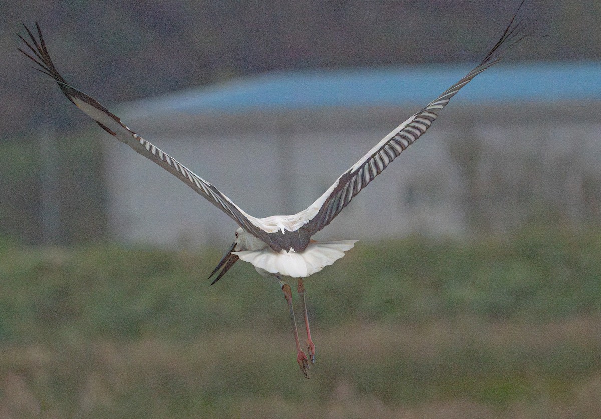 Oriental Stork - ML643418701