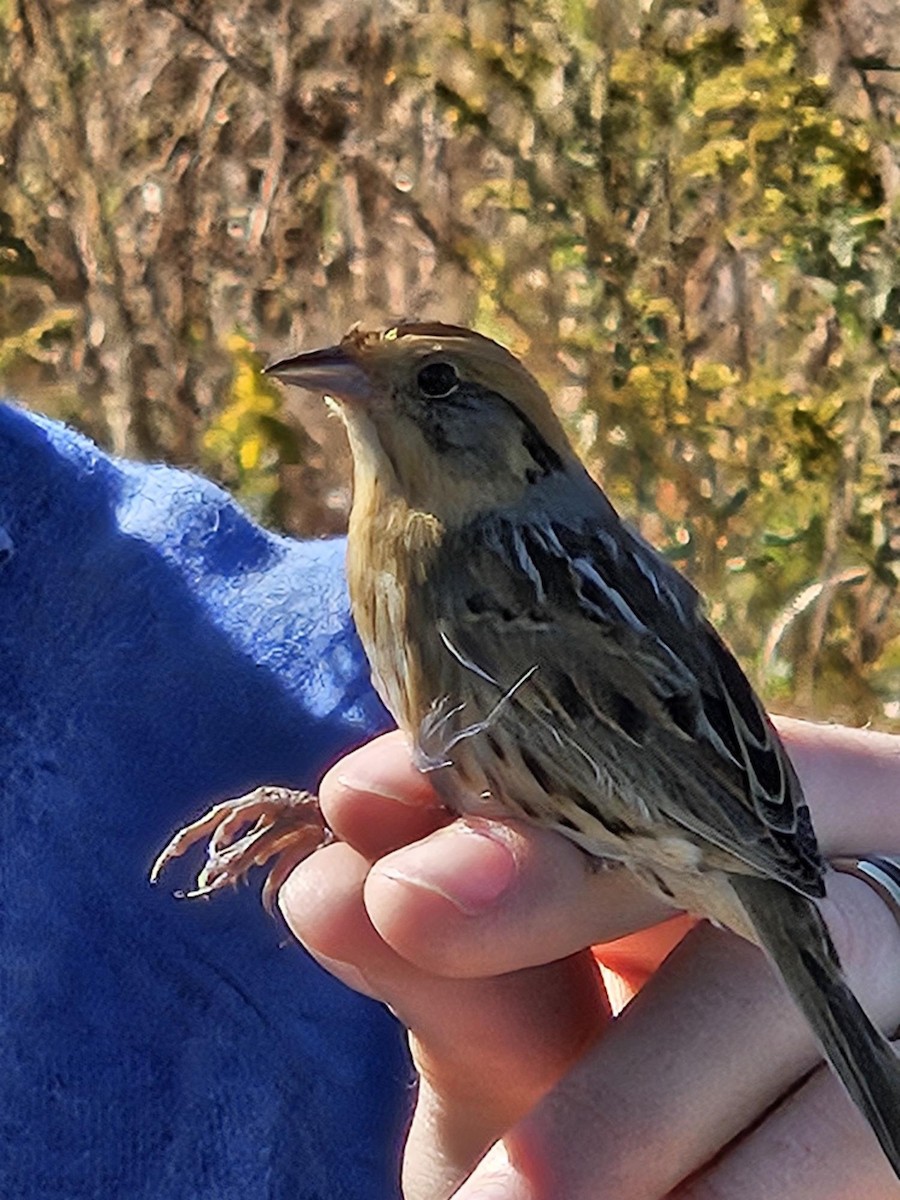 Nelson's Sparrow - ML643418707