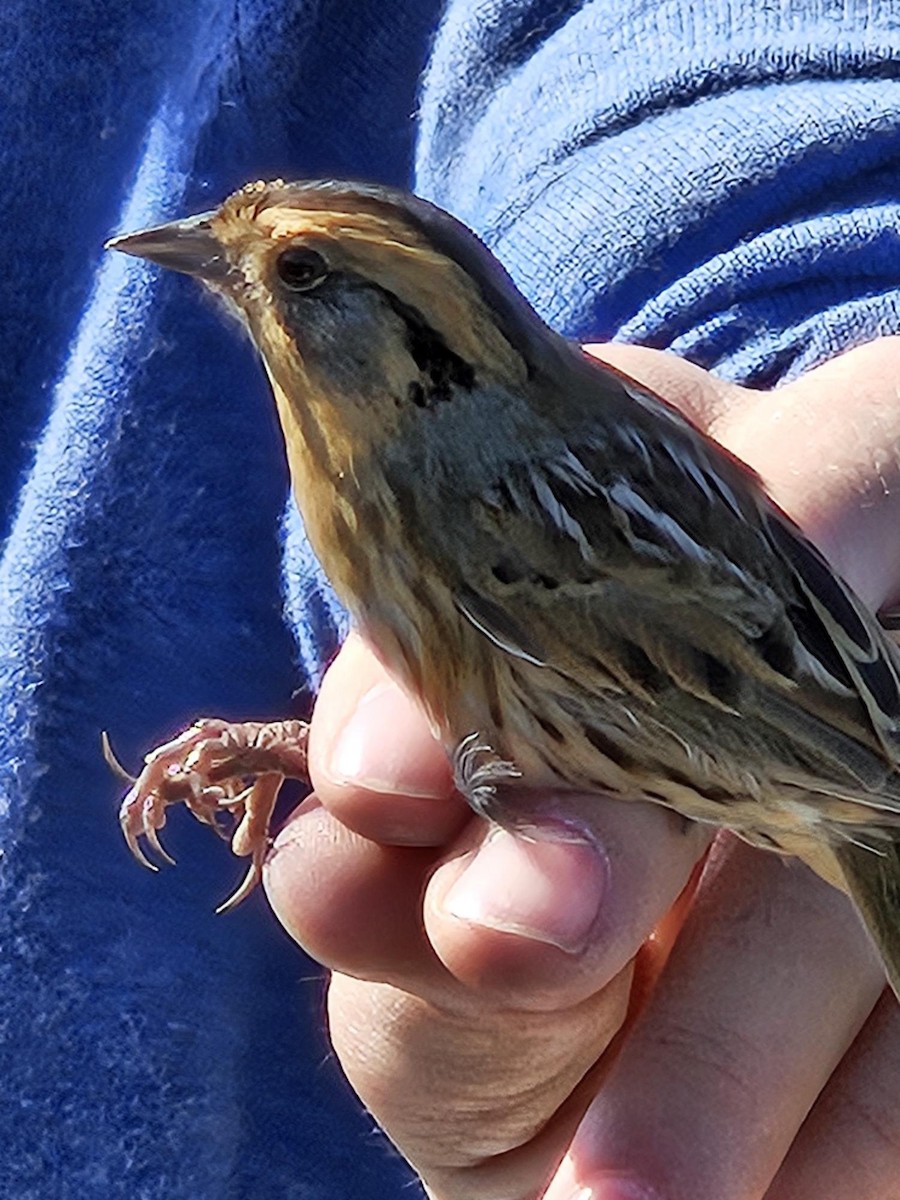 Nelson's Sparrow - ML643418708