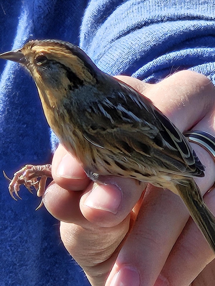 Nelson's Sparrow - ML643418709