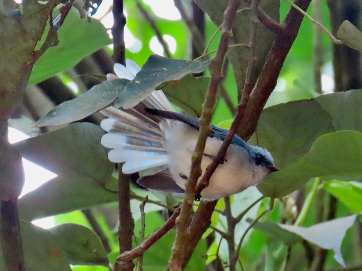 White-tailed Blue Flycatcher - ML643418712