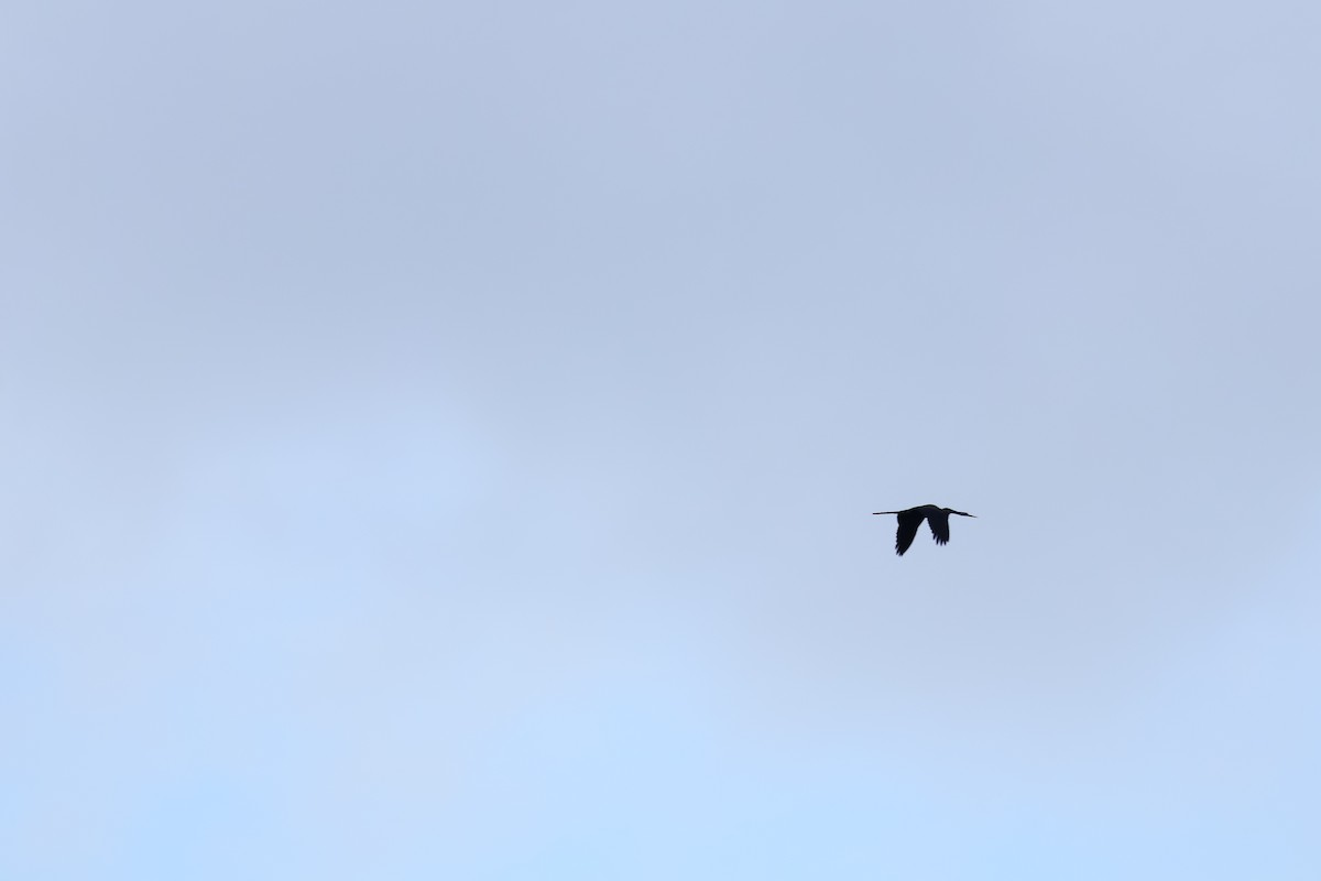 Oriental Darter - ML643418716