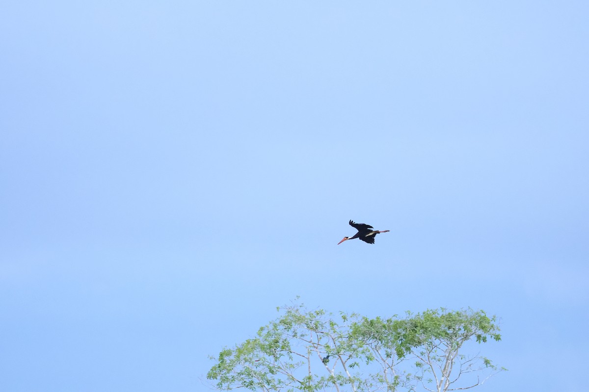 Storm's Stork - ML643418720