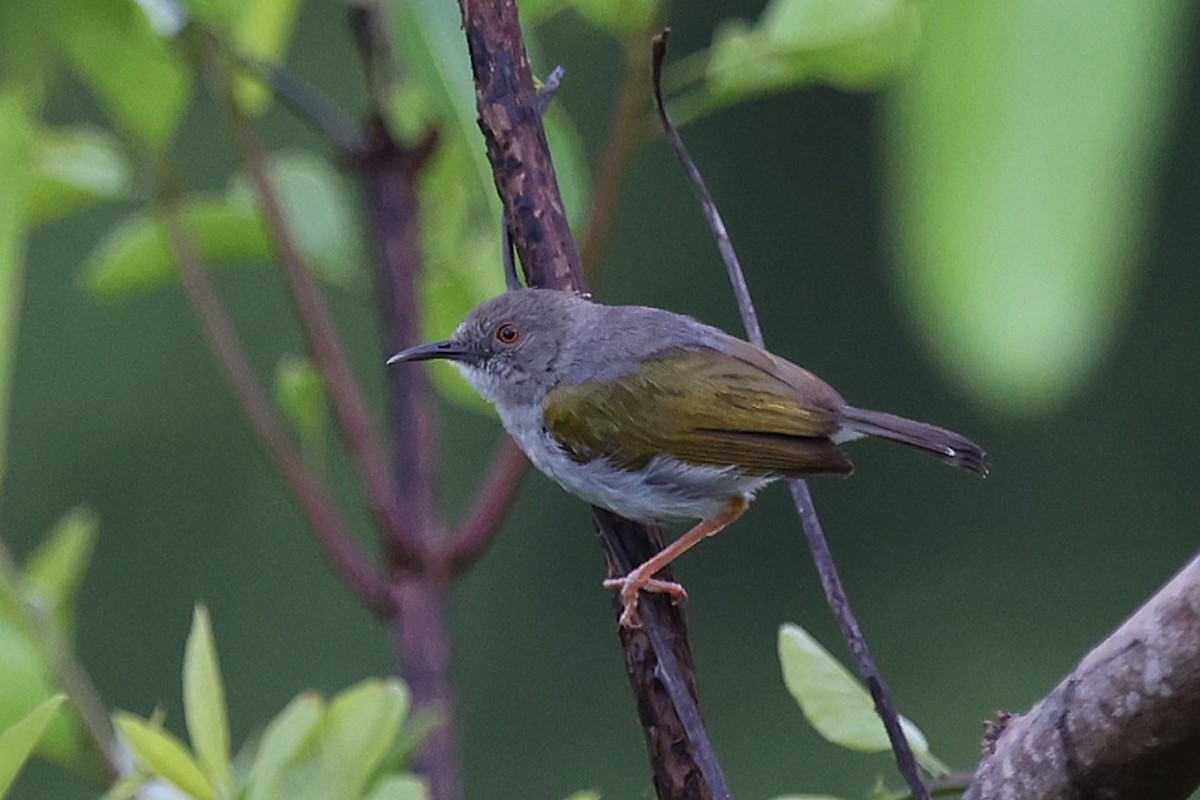 Green-backed Camaroptera - ML643418723