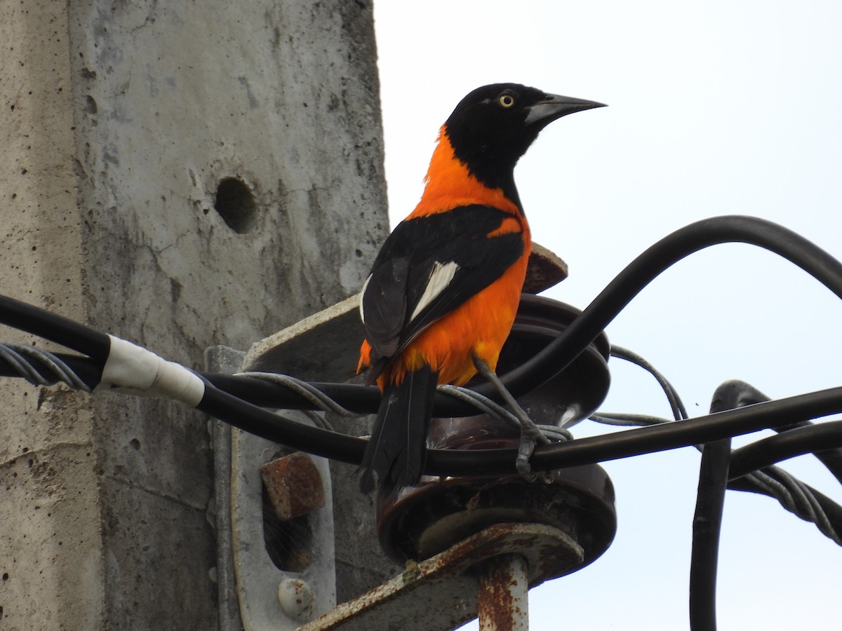 Campo Troupial - ML643418739