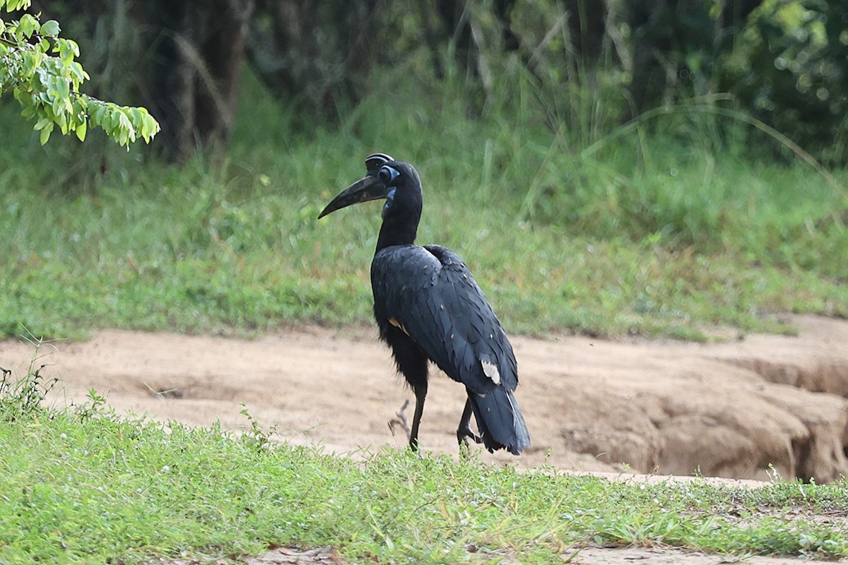 Abyssinian Ground-Hornbill - ML643418744