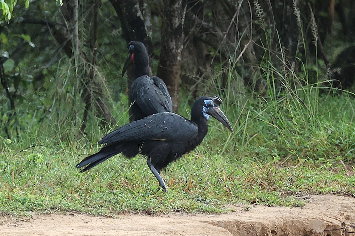 Abyssinian Ground-Hornbill - ML643418745