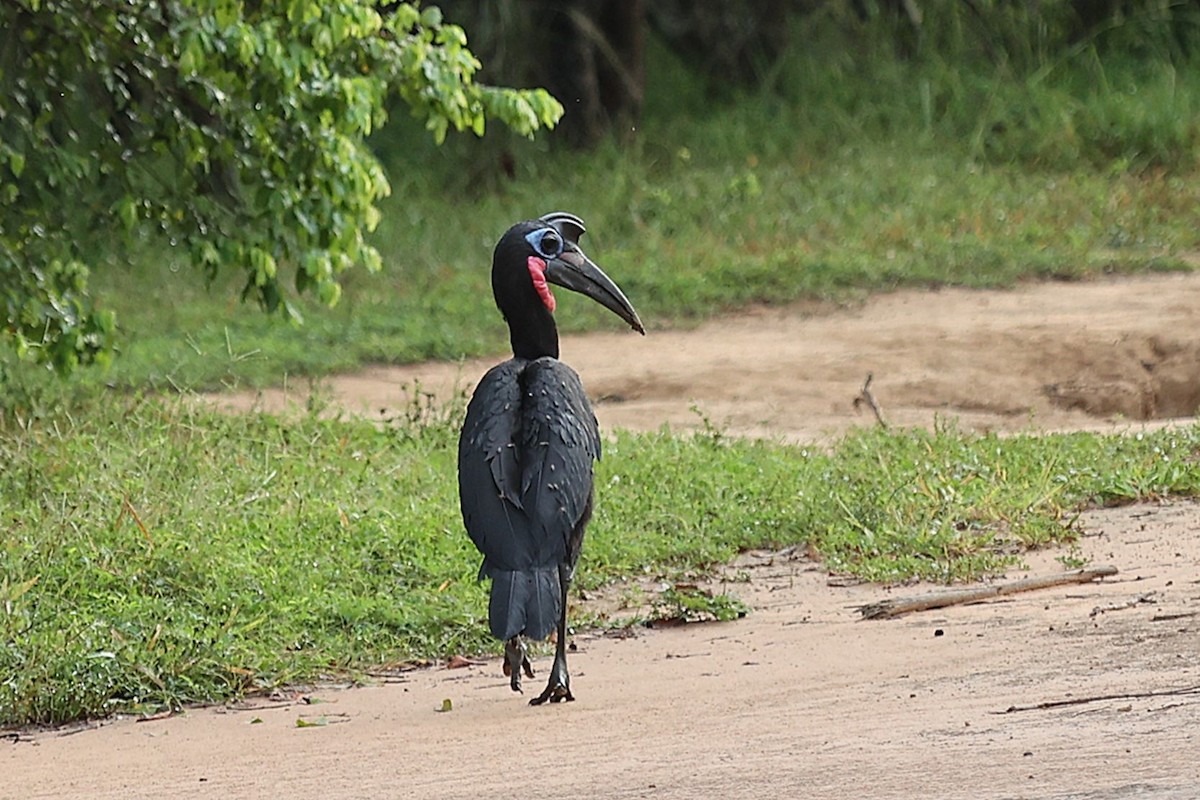 Abyssinian Ground-Hornbill - ML643418746