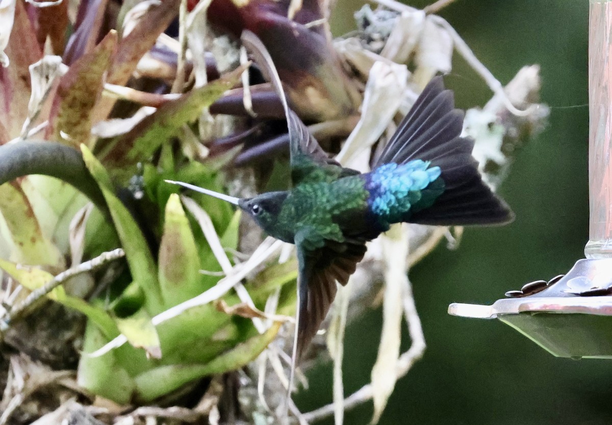 Blue-throated Starfrontlet - ML643418759