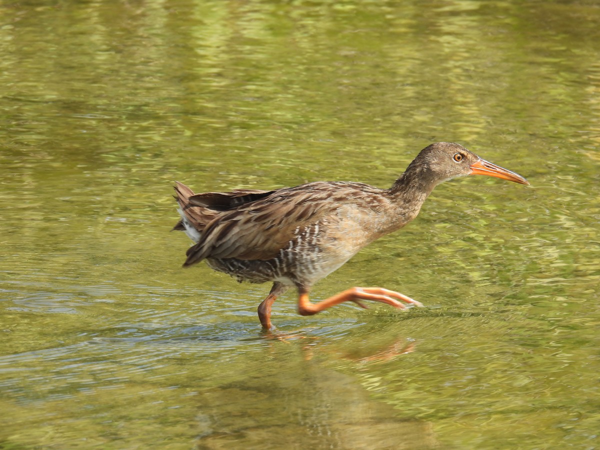Mangrove Rail - ML643418767