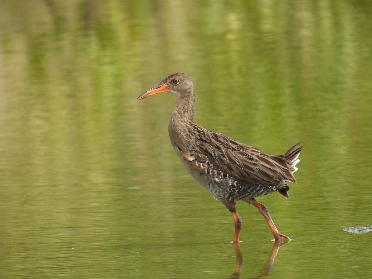 Mangrove Rail - ML643418768
