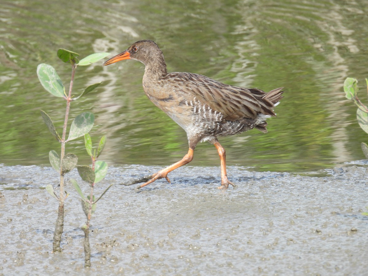 Mangrove Rail - ML643418769