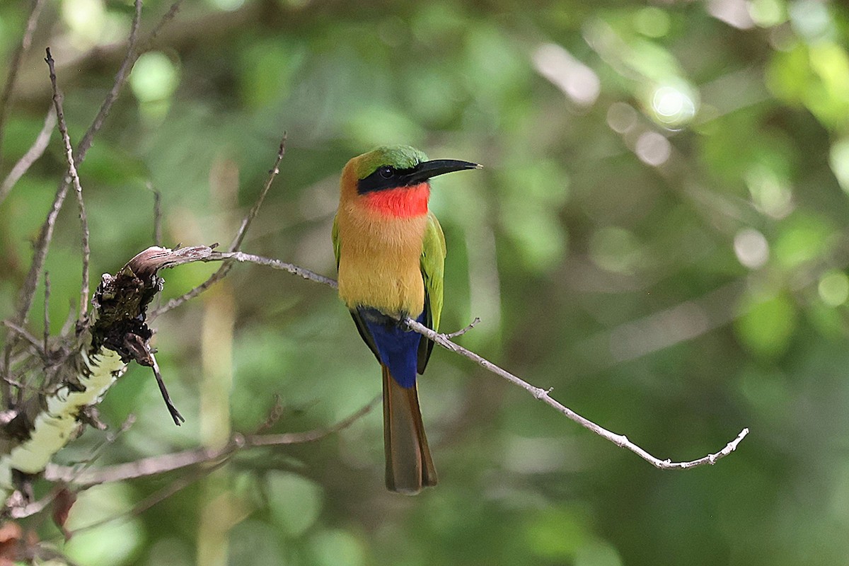 Red-throated Bee-eater - ML643418772