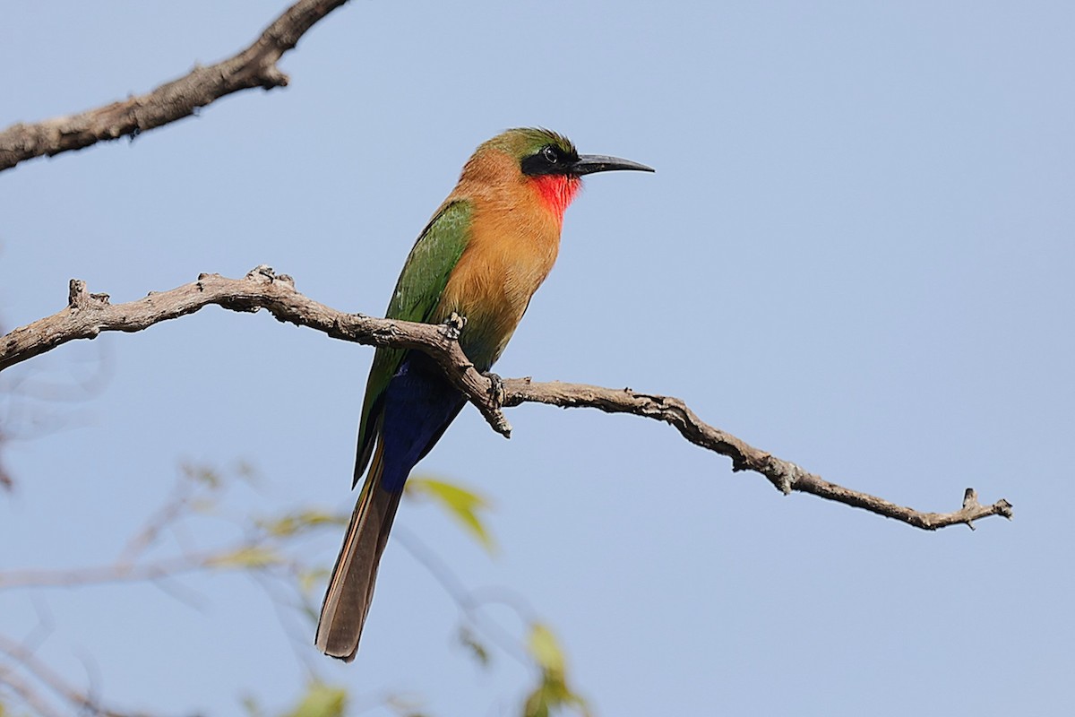 Red-throated Bee-eater - ML643418773