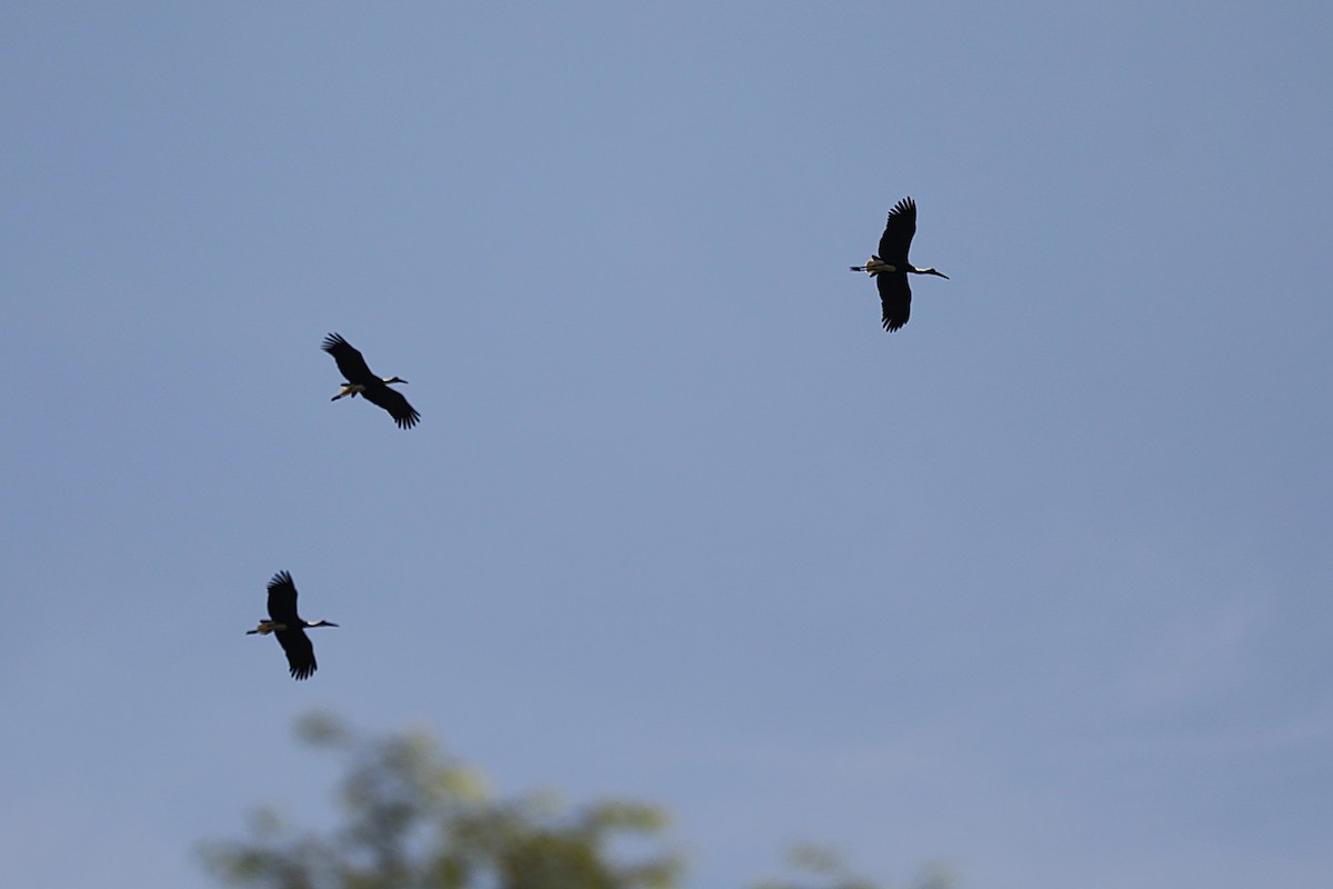dunhalsstork - ML643418789