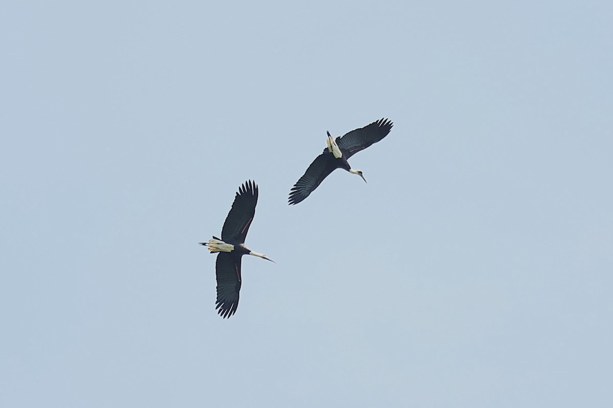 dunhalsstork - ML643418790