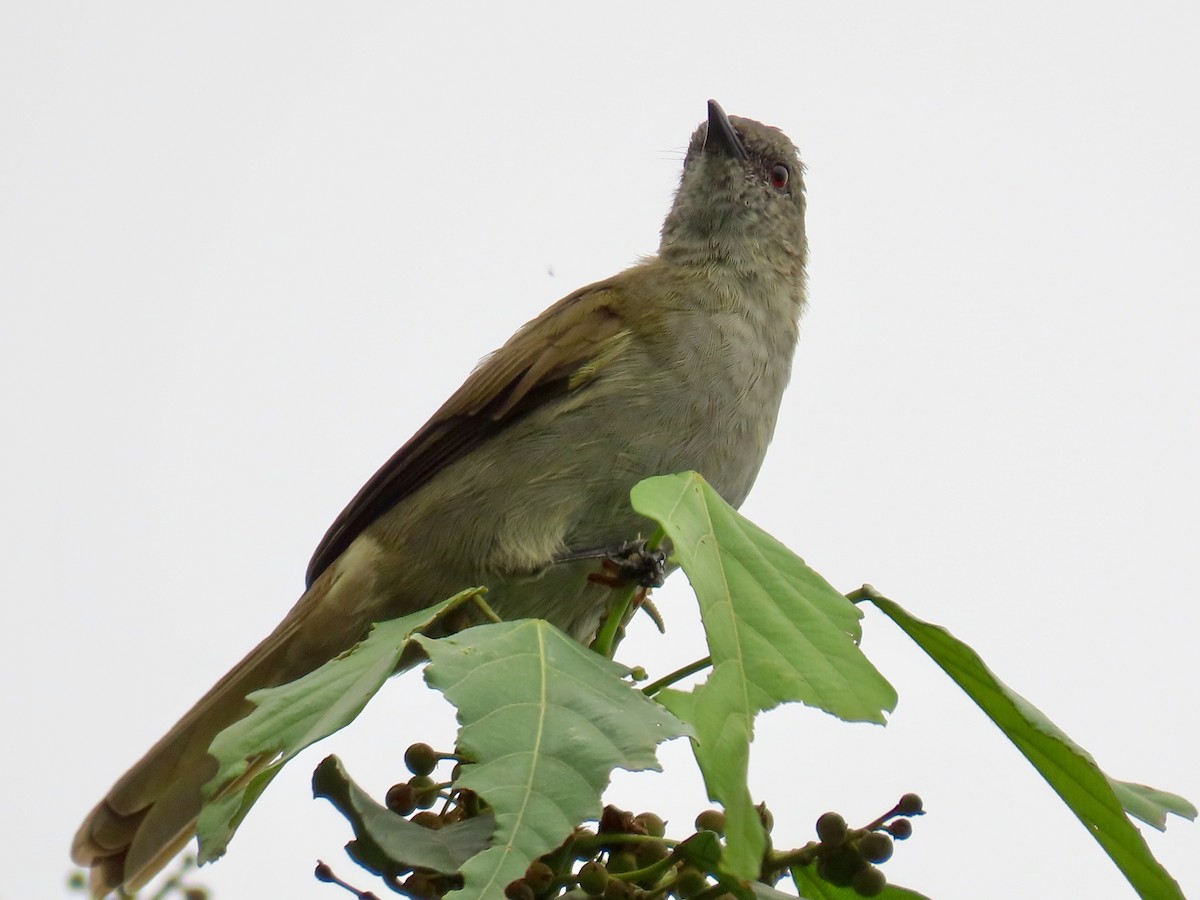 Slender-billed Greenbul - ML643418816