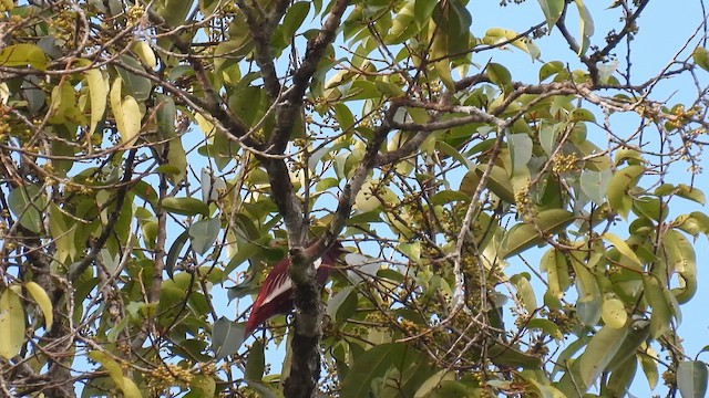 Pompadour Cotinga - ML643418821