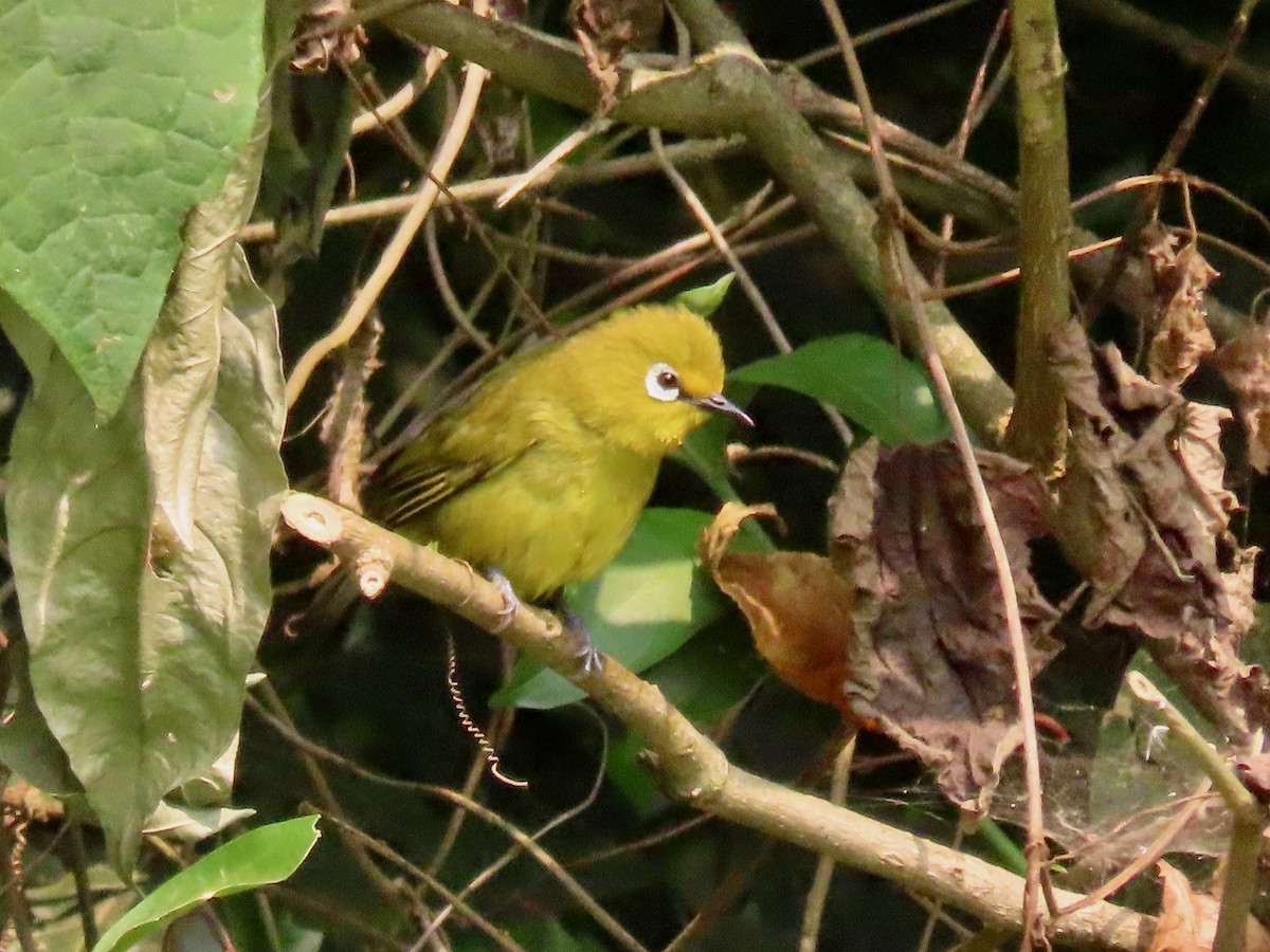 Green White-eye - ML643418825