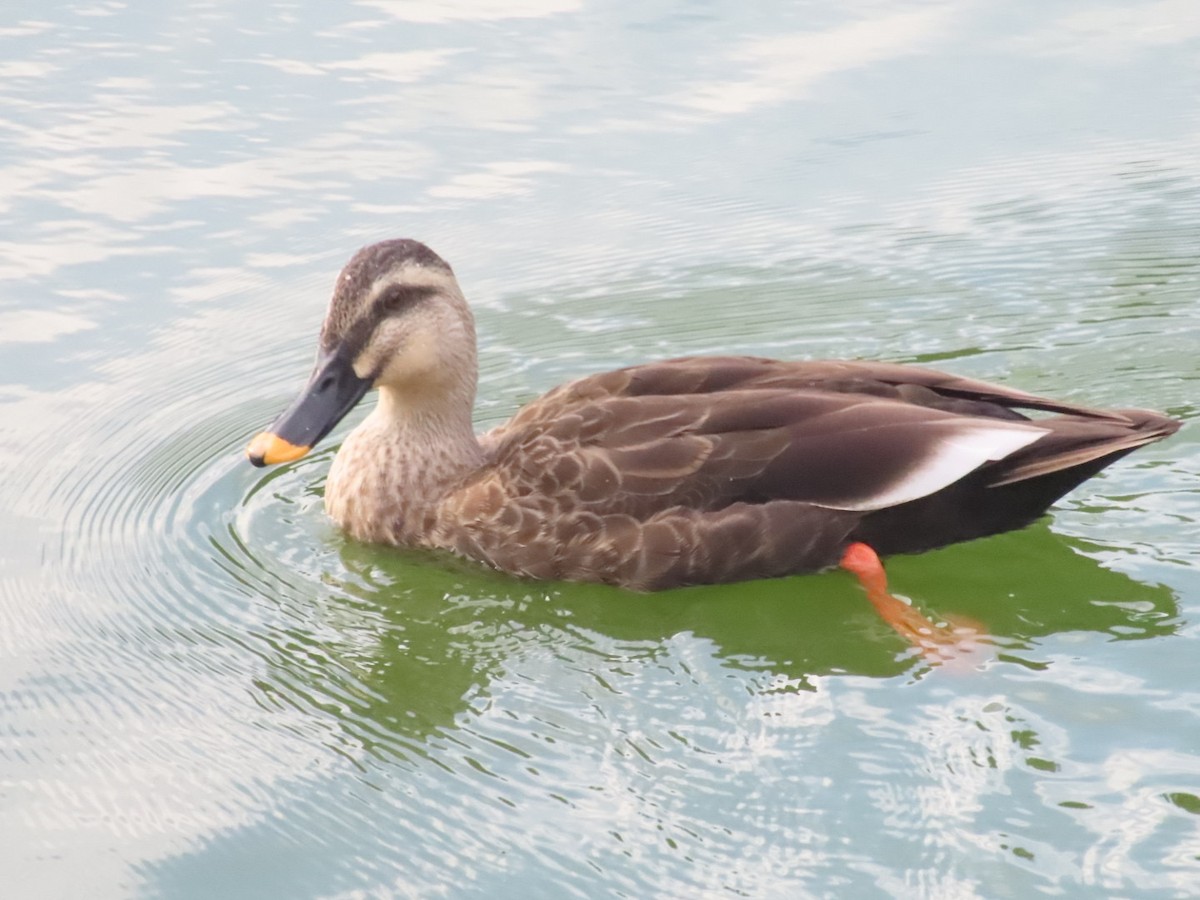 Eastern Spot-billed Duck - ML643418826