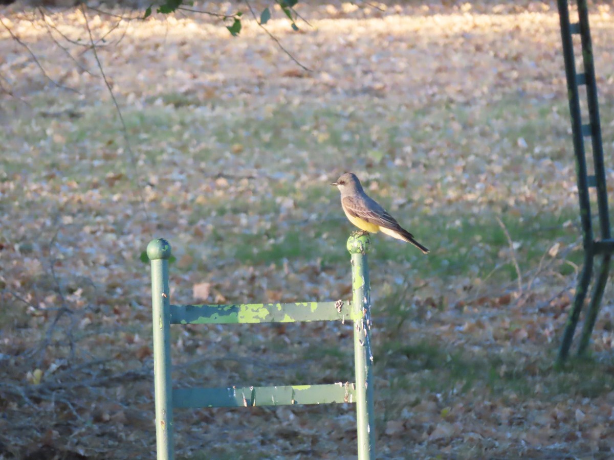 Cassin's Kingbird - ML643418830