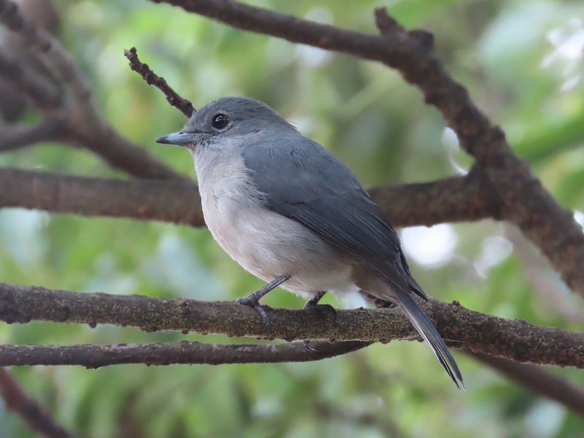 White-eyed Slaty-Flycatcher - ML643418832