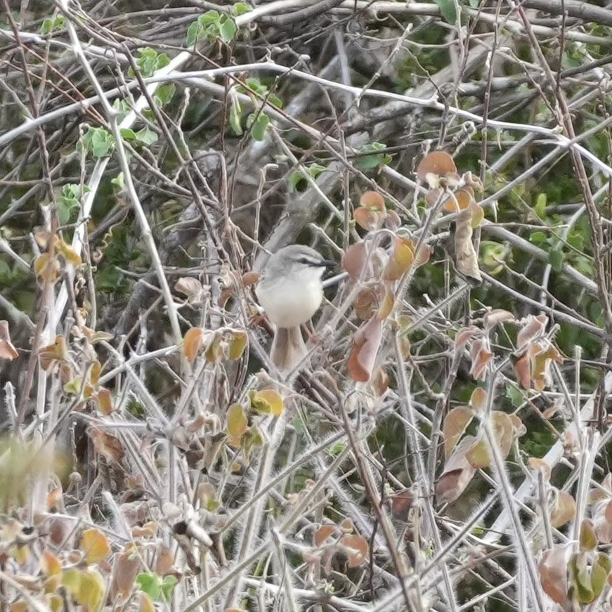 Pale Prinia - ML643418841
