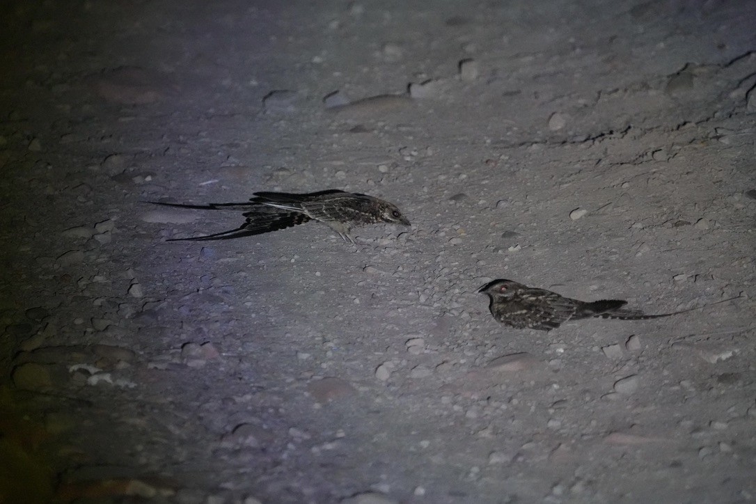 Scissor-tailed Nightjar - ML643418850