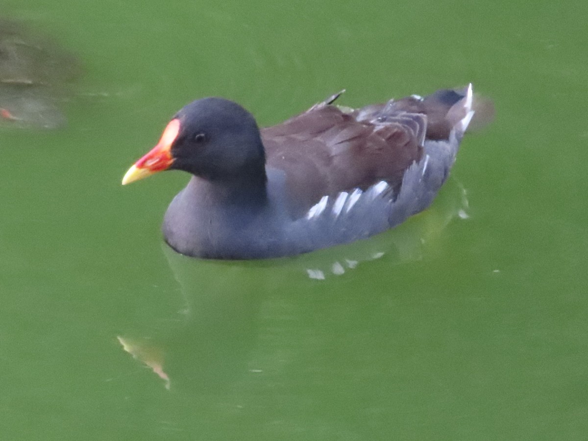 Eurasian Moorhen - ML643418853