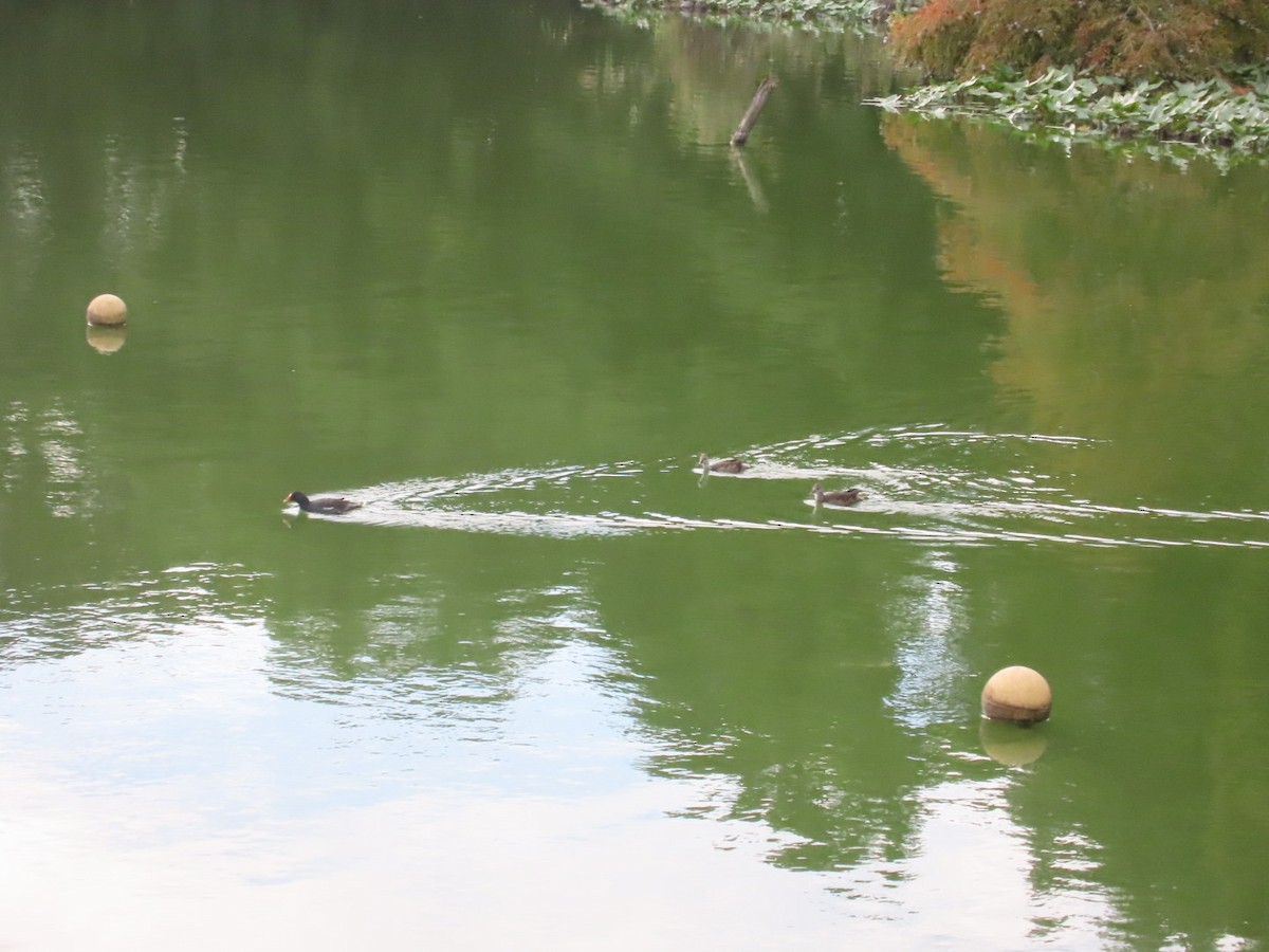 Eurasian Moorhen - ML643418854