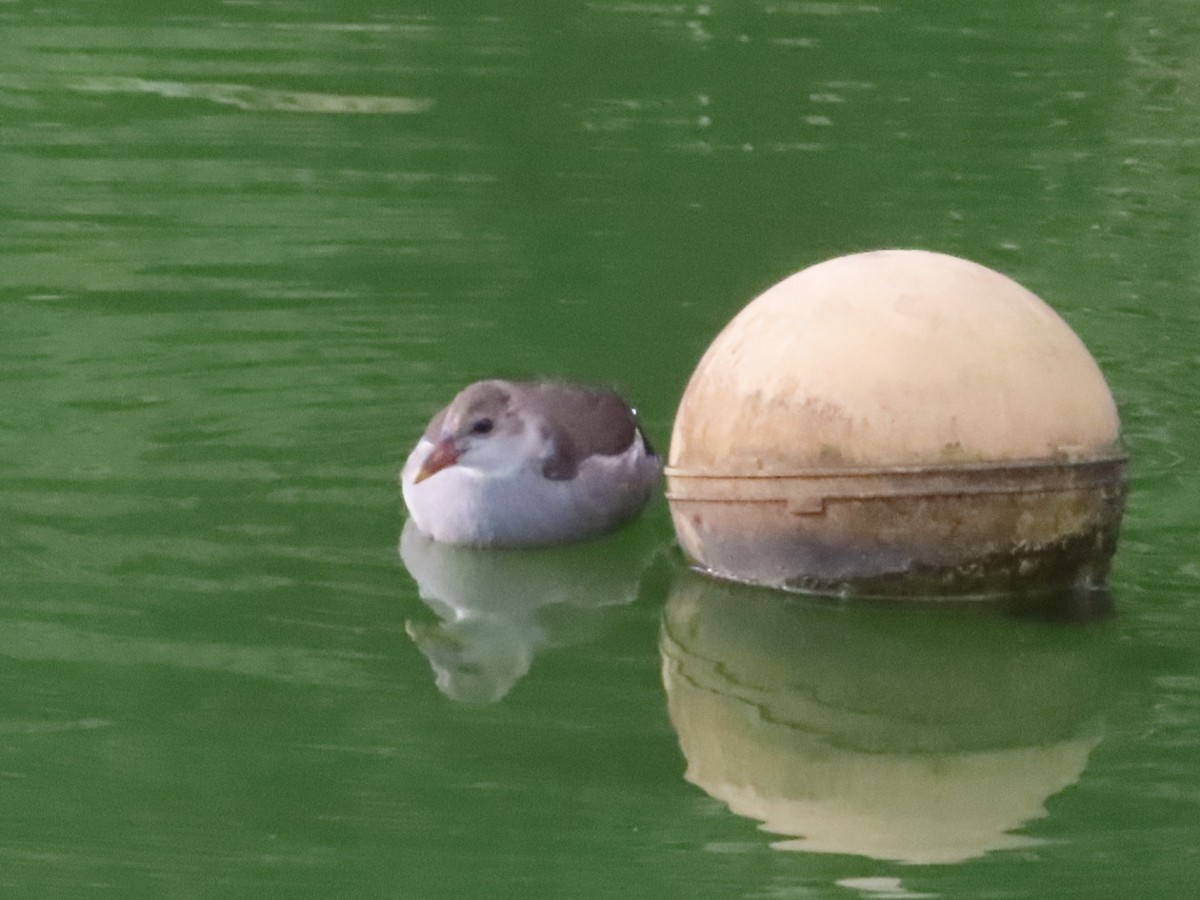 Eurasian Moorhen - ML643418855