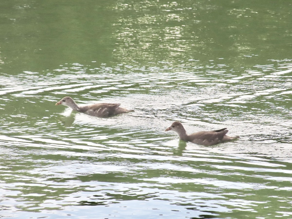 Eurasian Moorhen - ML643418856