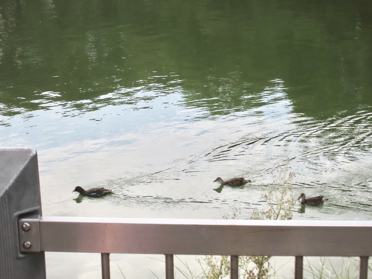 Eurasian Moorhen - ML643418857