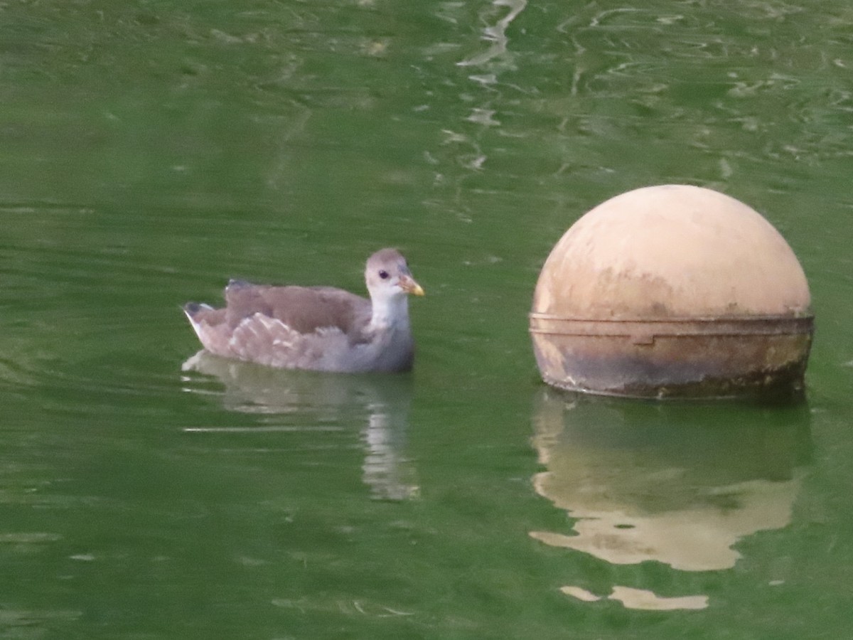 Eurasian Moorhen - ML643418858