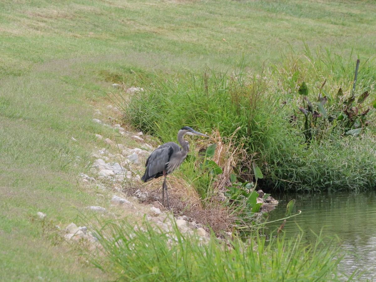 Great Blue Heron - ML643418874