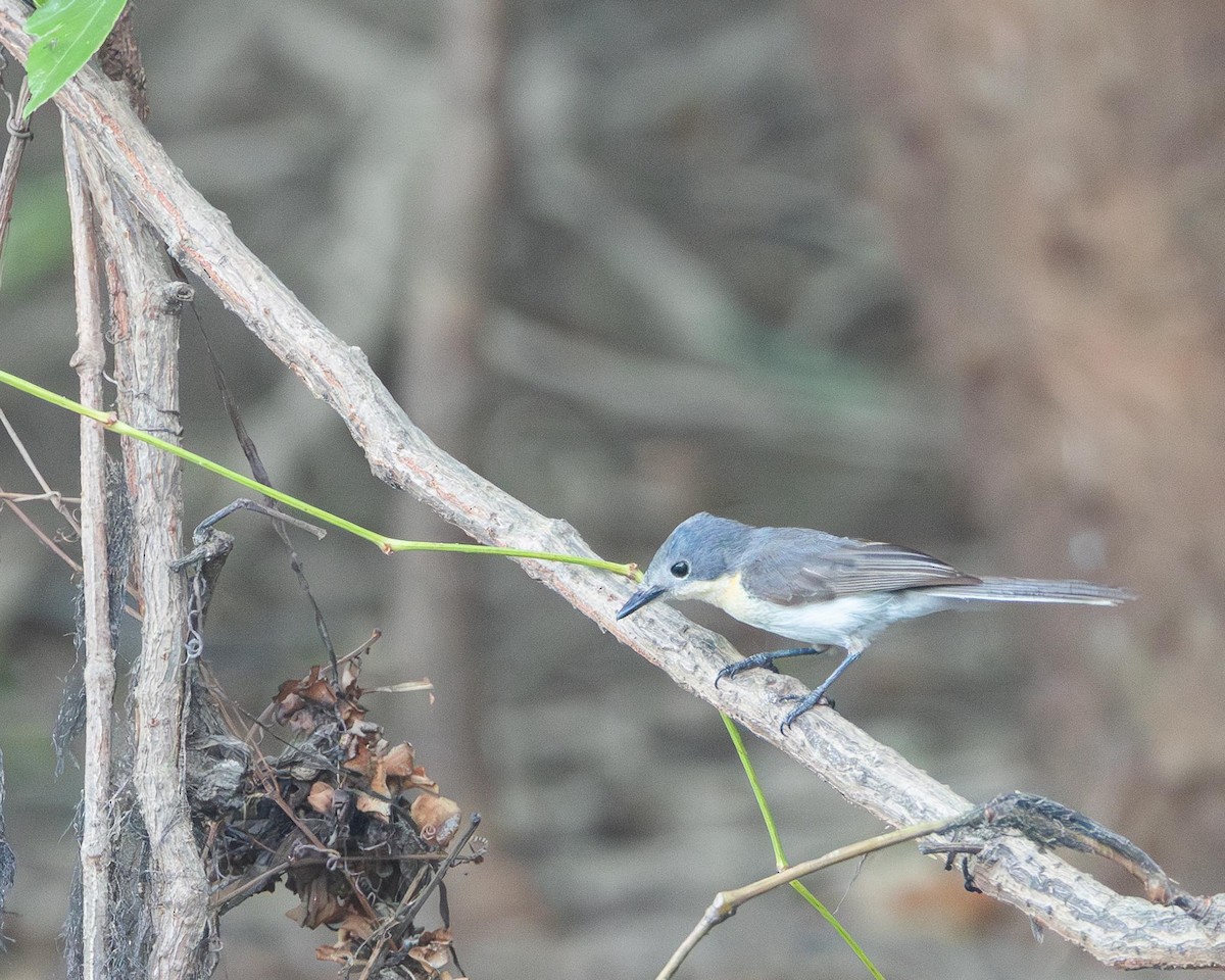 Broad-billed Flycatcher - ML643418882