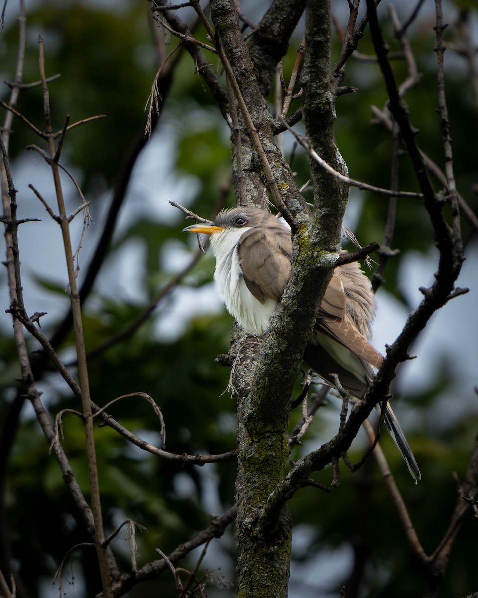 Yellow-billed Cuckoo - ML643418890