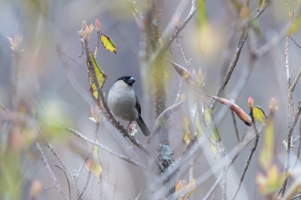 Azores Bullfinch - ML643418904