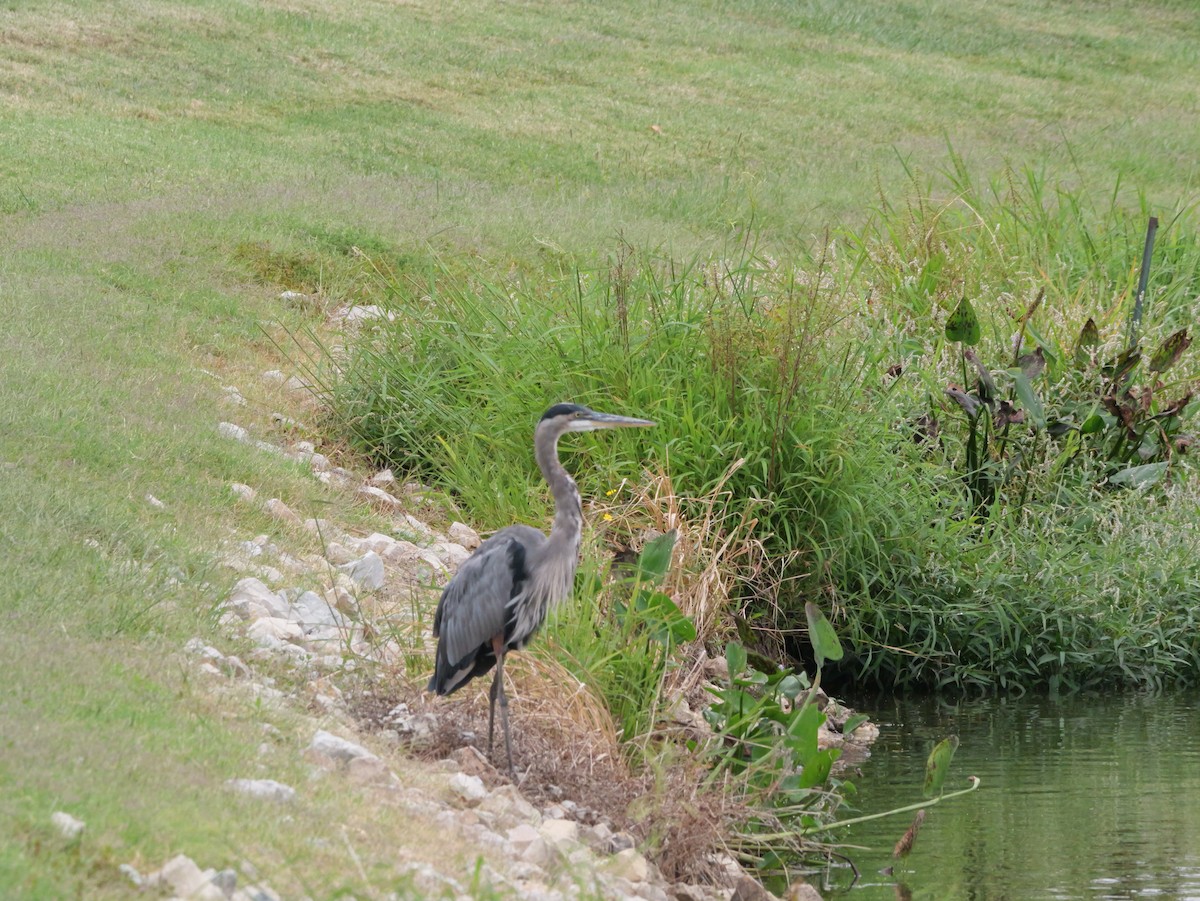 Great Blue Heron - ML643418906