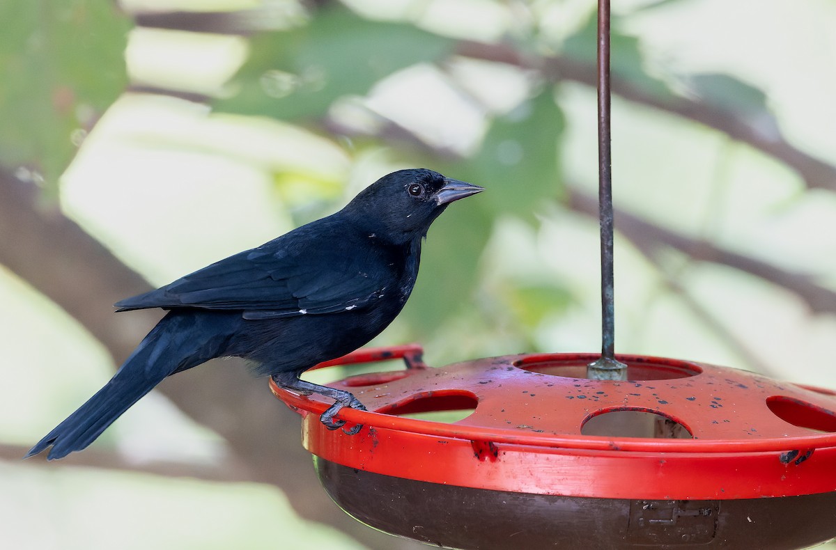Cuban Blackbird - ML643418926