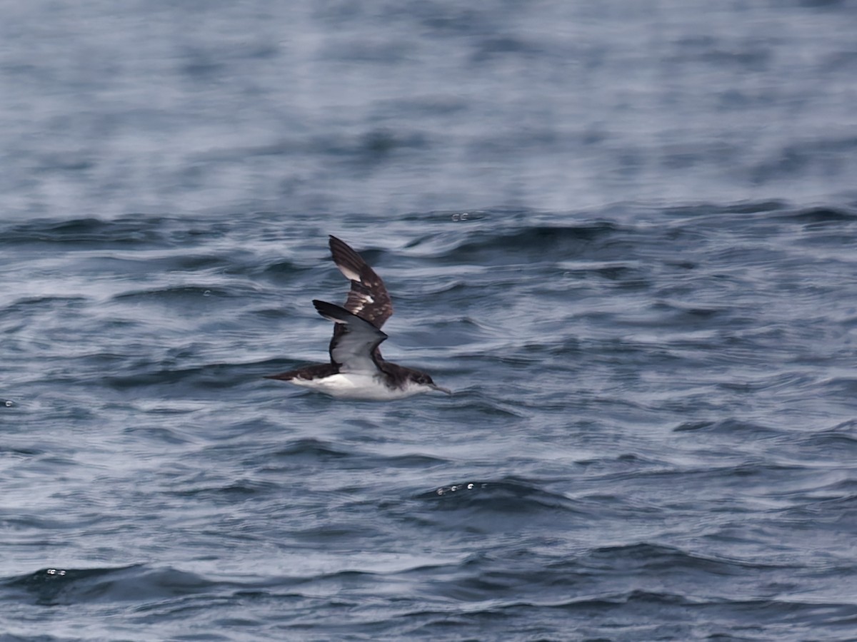 Manx Shearwater - ML643418932