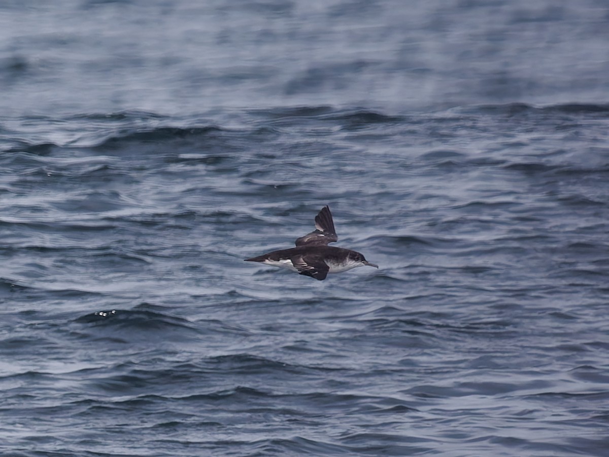 Manx Shearwater - ML643418933