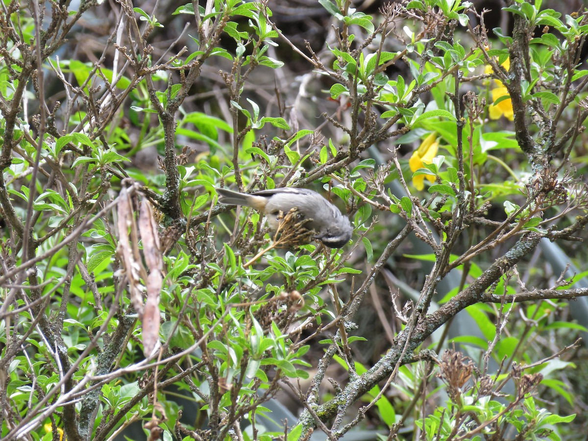 Cinereous Conebill - ML643418941