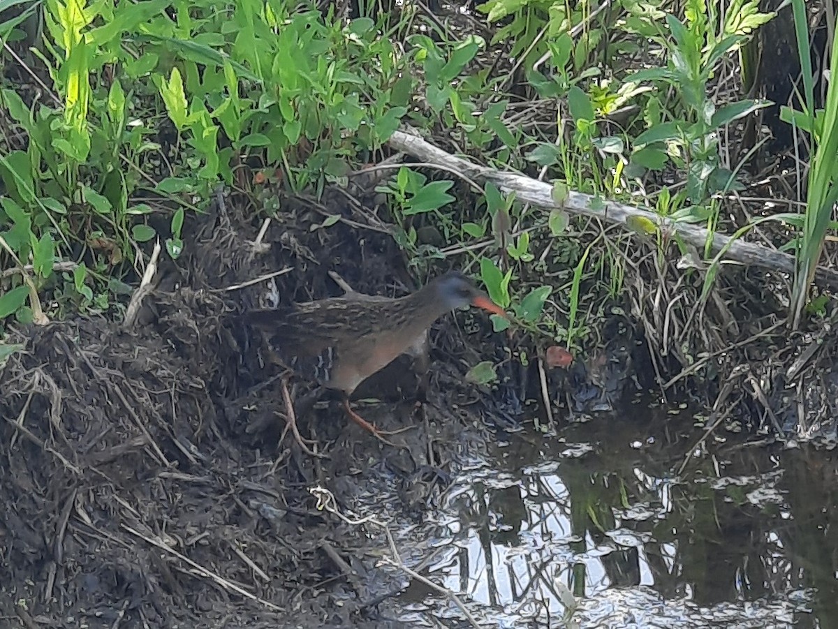 Virginia Rail - ML643418954