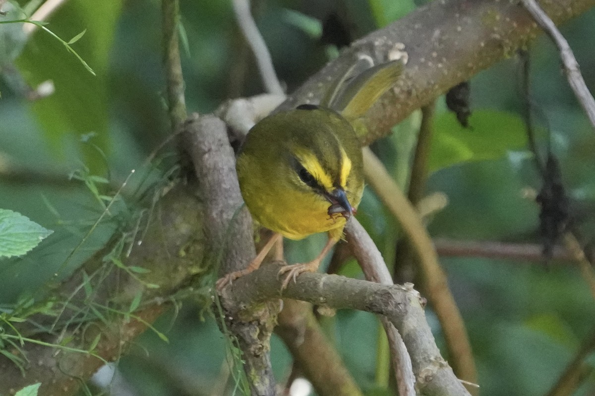 Two-banded Warbler - ML643418955